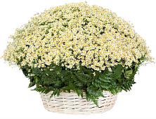 Цветочная композиция из Ромашки в корзине в Кулотино